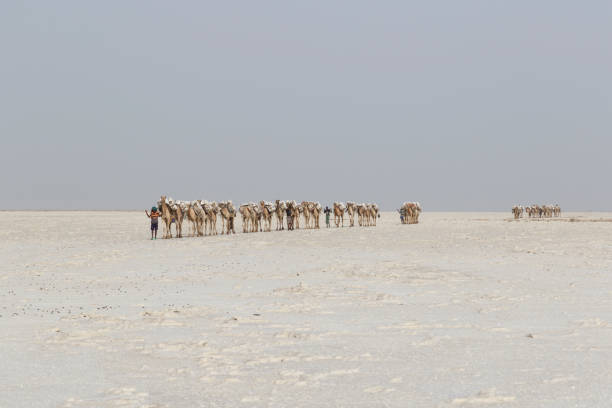 Danakil, Ethiopia, February 22 2015: Camels carry salt blocks in the hot and inhospitable Danakil desert to the next village in Ethiopia